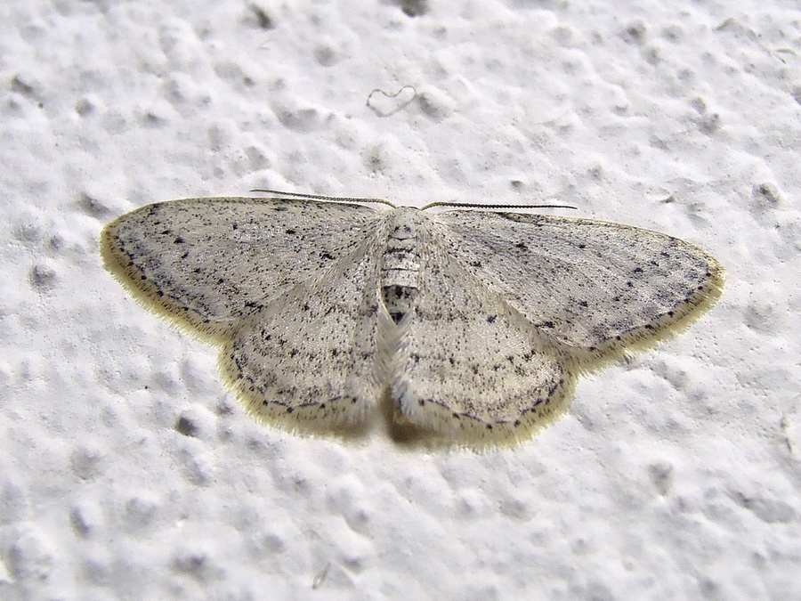 Chloroclystis v-ata e Idaea seriata